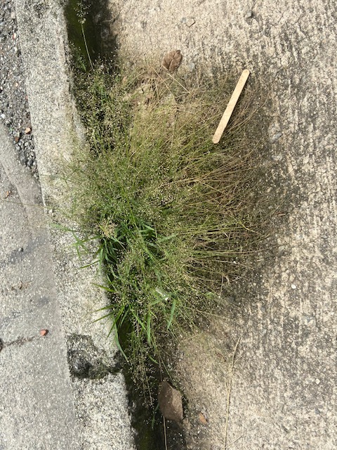 Jardim das Delícias - 12, Justino, fotografia, 2020.