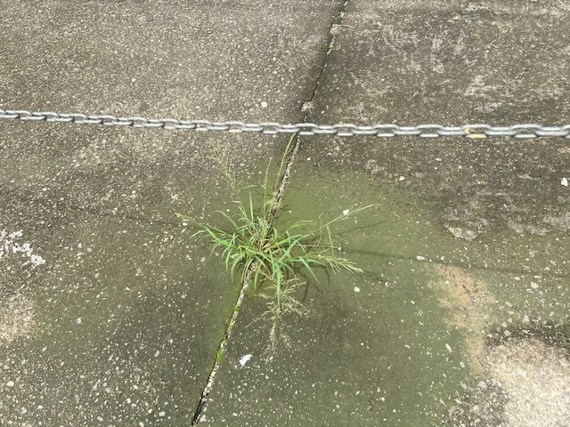 Jardim das Delícias - 5, Justino, fotografia, 2020.