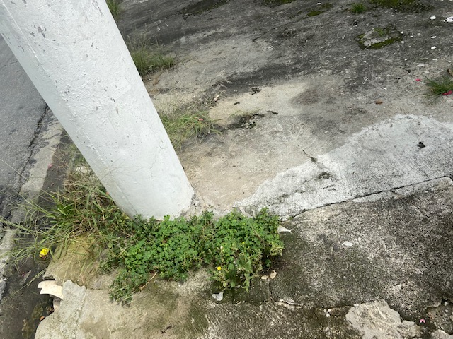 Jardim das Delícias - 9, Justino, fotografia, 2020.