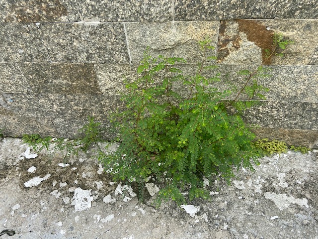 Jardim das Delícias - 6, Justino, fotografia, 2020.