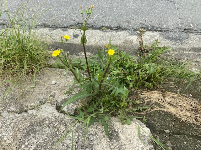 Jardim das Delícias - 2, Justino, fotografia, 2020.