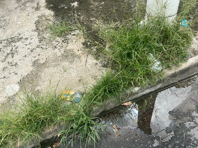 Jardim das Delícias - 4, Justino, fotografia, 2020.