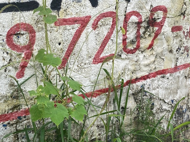 Jardim das Delícias - 11, Justino, fotografia, 2020.