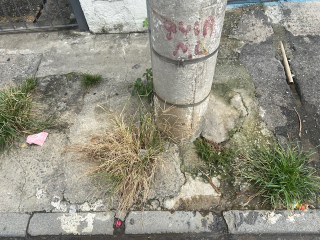 Jardim das Delícias - 7, Justino, fotografia, 2020.