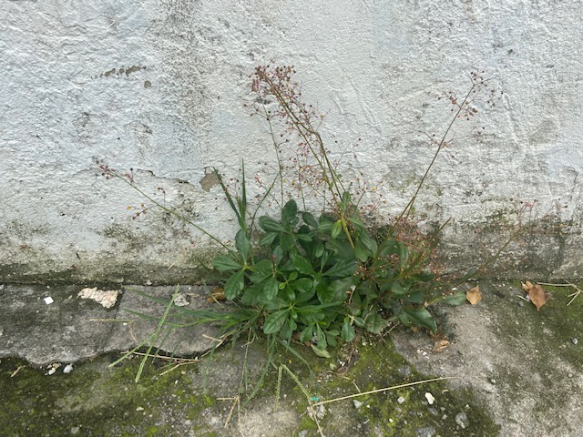 Jardim das Delícias - 8, Justino, fotografia, 2020.