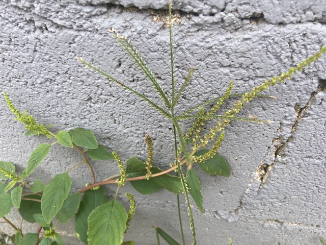 Jardim das Delícias - 10, Justino, fotografia, 2020.