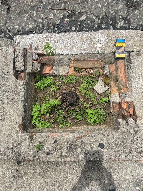 Série: Jardim das Delícias, 15, Justino, fotografia, 2020.