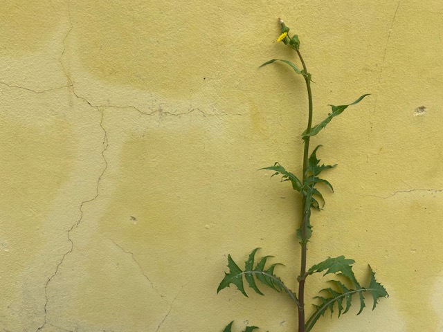 Série: Jardim das Delícias – 17 a&nbsp;24