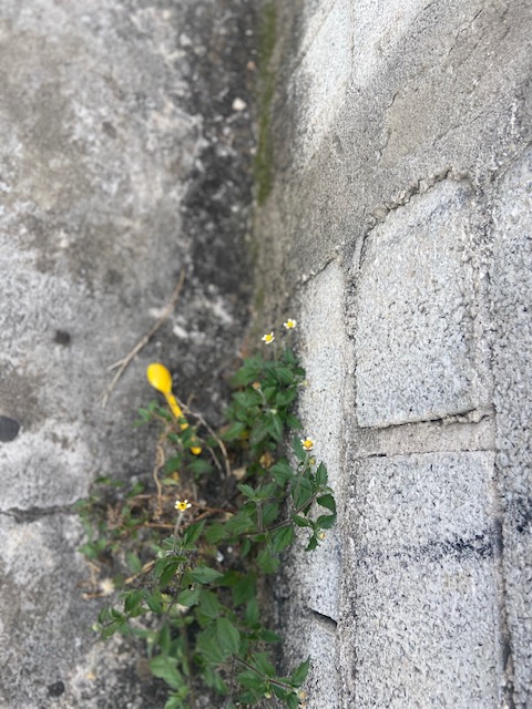 Série: Jardim das Delícias –&nbsp;25