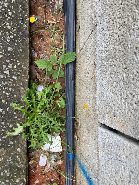 Série: Jardim das Delícias, 17, Justino, fotografia, 2020.