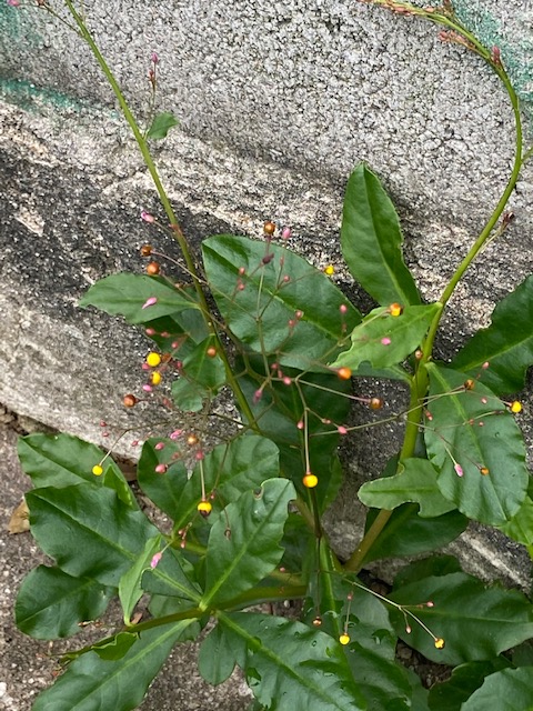 Série: Jardim das Delícias – 27 a&nbsp;29