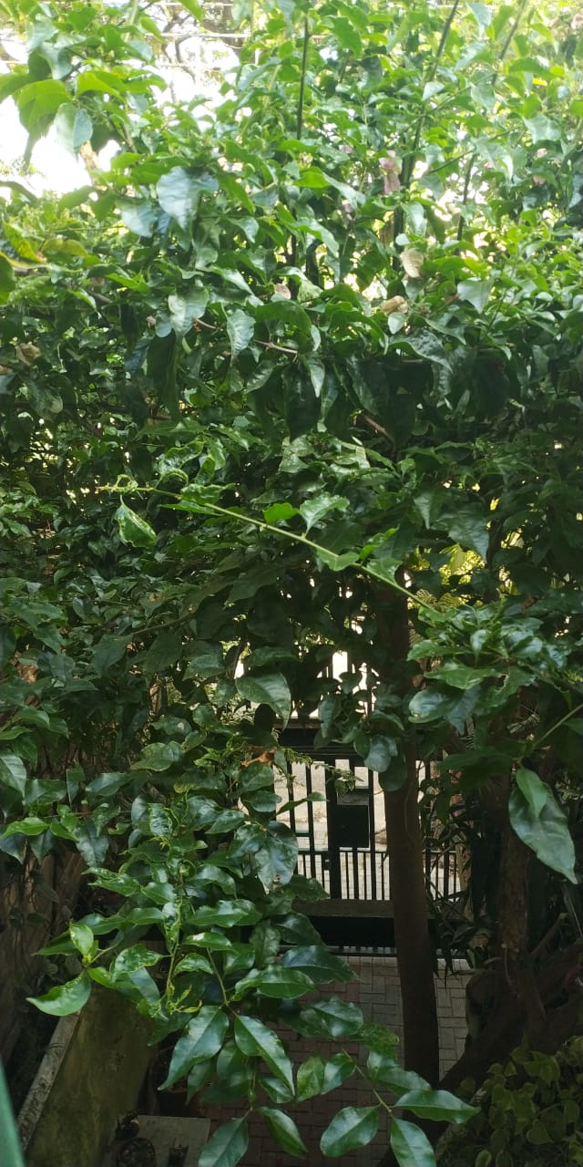 Fábio, São Paulo, São Paulo, 2020.