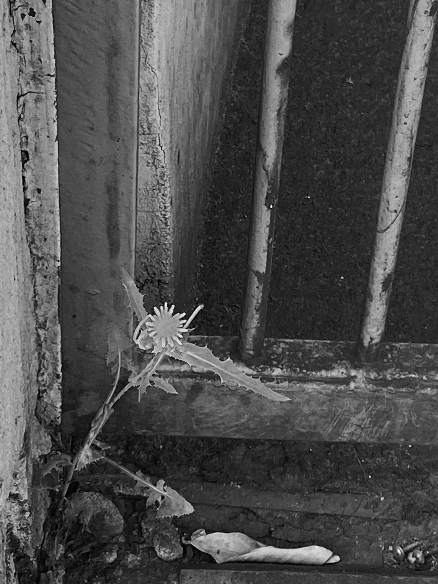 Série Jardim das Delícias _ Fase 2 - 34, Justino, Fotografia, 2020.