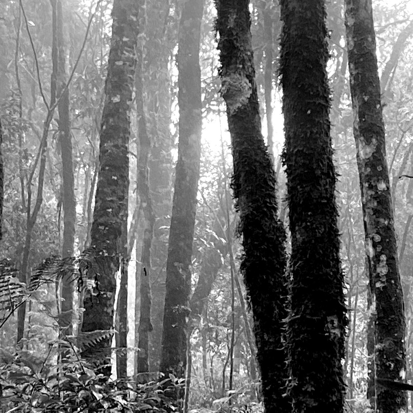 "Mantiqueira 1", Justino, Fotografia, 2020.