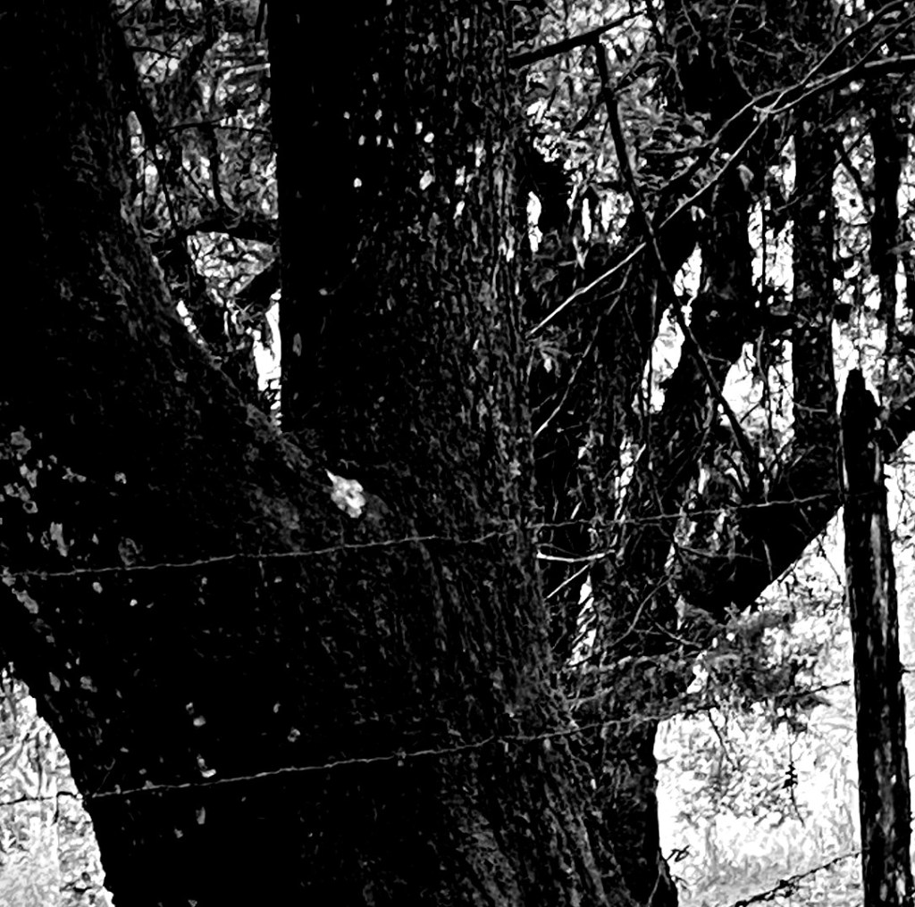 "Mantiqueira, 4", Justino, Fotografia, 2020.