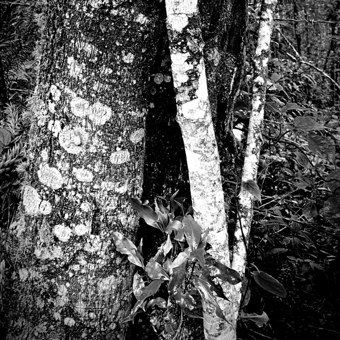 Paisagem Noir, série&nbsp;1