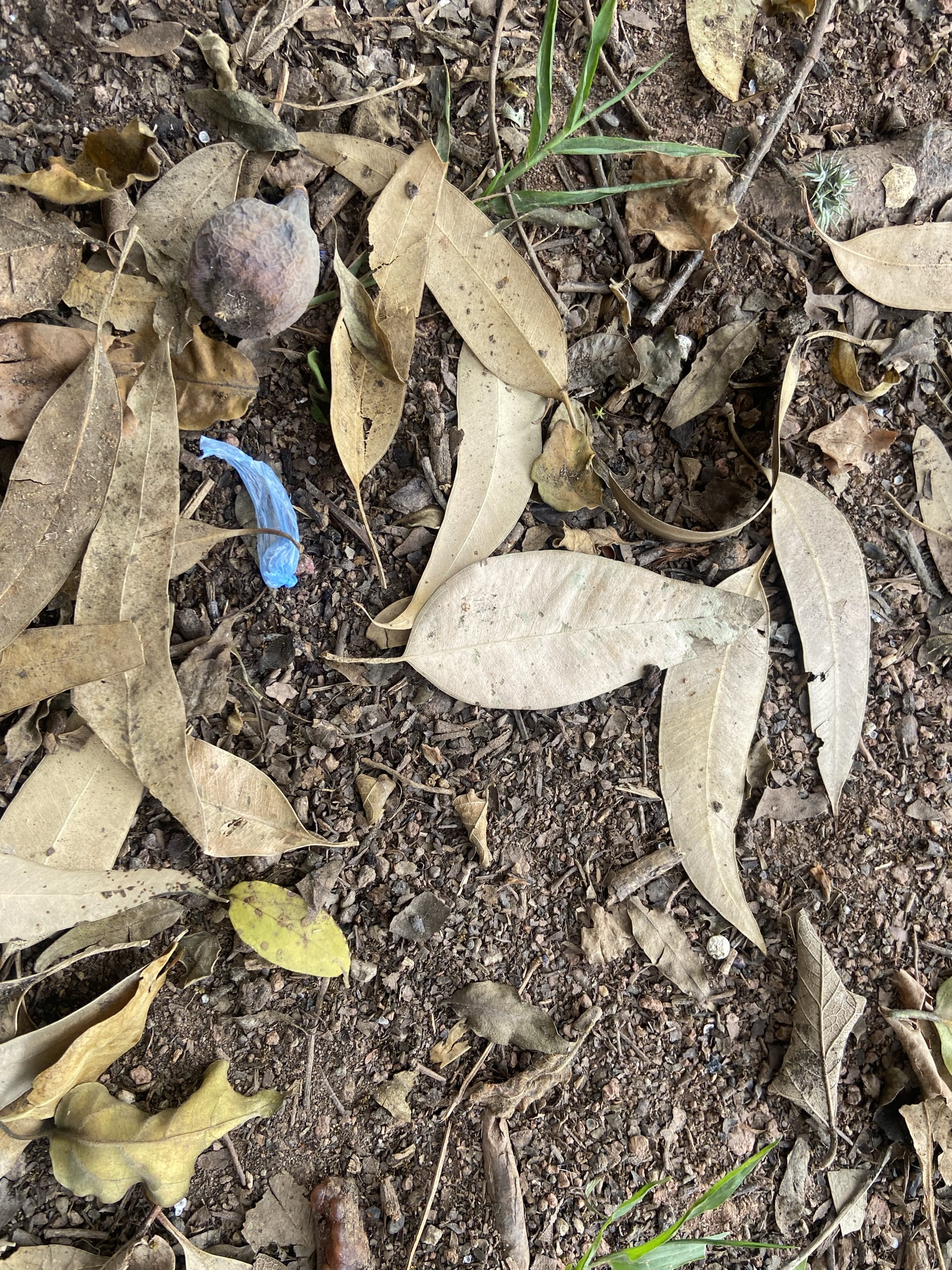 Composições Urbanas 50: Detalhe em azul - 2021