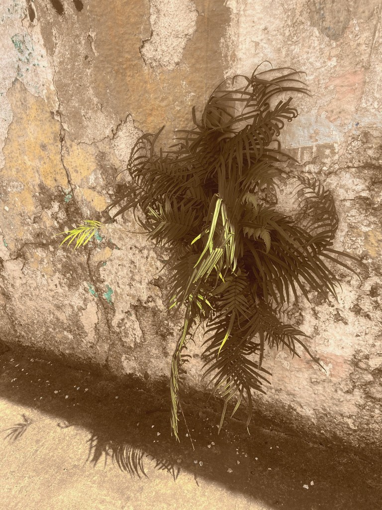 Jardim das Delícias - 32, Justino. fotografia digital, 2021.