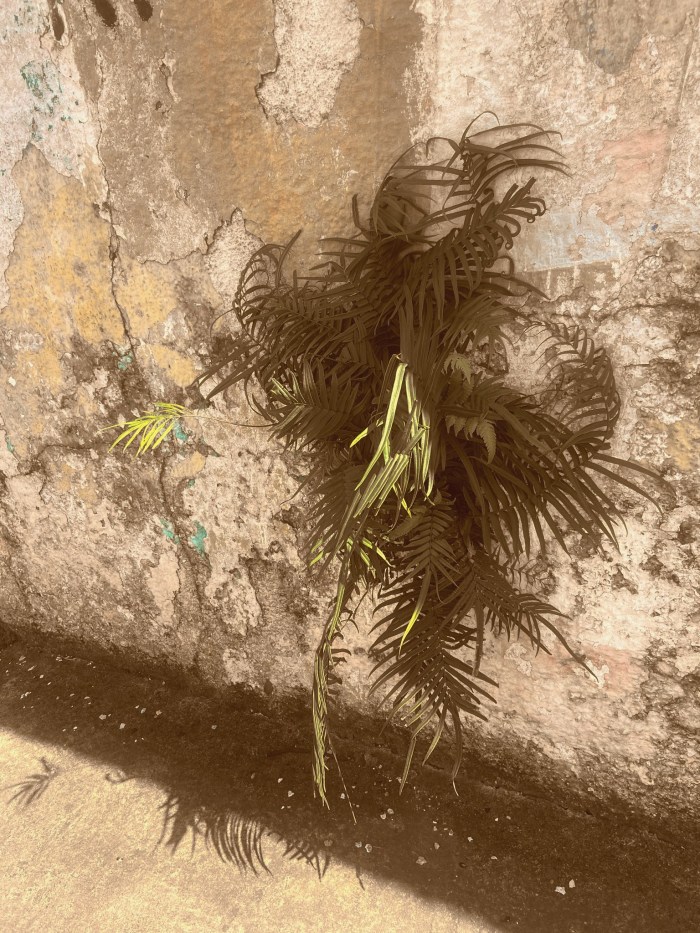 Série: Jardim das Delícias –&nbsp;32