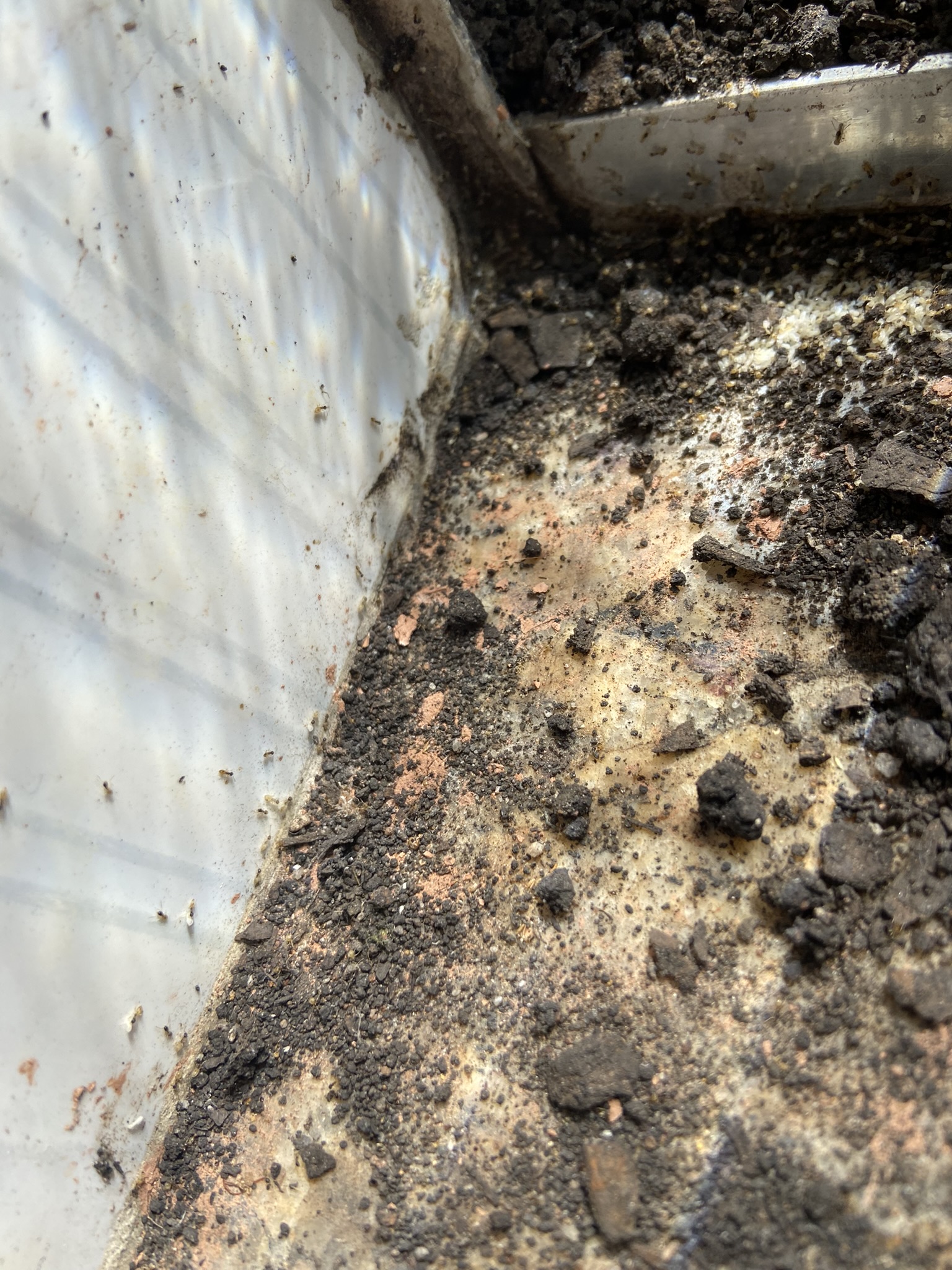 Composição urbana à la Beuys, 2023